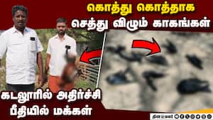 கூட்டமாக சாகும் காகம்... கடலூரில் பீதி H5N1 Virus  