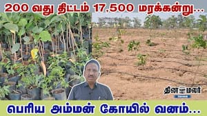 200வது திட்டம் 17,500 மரக்கன்று... பெரிய அம்மன் கோயில் வனம்... 200வது திட்டம் 17,500 மரக்கன்று... பெரிய அம்மன் கோயில் வனம்...