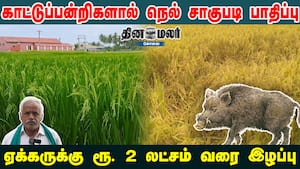 காட்டுப்பன்றிகளால் நெல் சாகுபடி பாதிப்பு ஏக்கருக்கு ரூ. 2 லட்சம் வரை இழப்பு