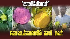கொடைக்கானல் விவசாயி அசத்தல் | Colour Colour Kaliflower கொடைக்கானல் விவசாயி அசத்தல் | Colour Colour Kaliflower