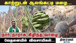 காற்றுடன் ஆலங்கட்டி மழை...  நார் நாராக கிழிந்த வாழை வேதனையில் விவசாயிகள்...