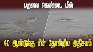 ஒரே நேரத்தில் நீருக்கு மேலும் கீழும் பார்க்கும் மேஜிக் கண் கொண்ட நீர் வாழ் உயிரினம் பறவை கெண்டை மீன