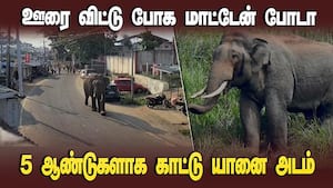 மெயின் ரோட்டில் தினமும் அதிகாலை வாக்கிங் செல்லும் காட்டு யானை  