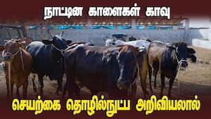 காளைகள் வம்சத்தை வேரறுக்கும் நவீன விந்து தொழில்நுட்பம்  