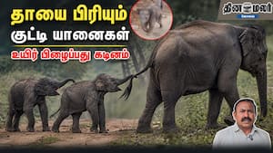 தாயை பிரியும் குட்டி யானைகள் உயிர் பிழைப்பது கடினம்