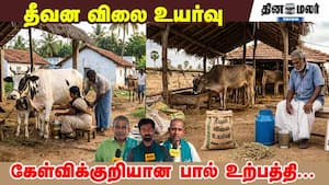 தீவன விலை உயர்வு,  கேள்விக்குறியான பால் உற்பத்தி...