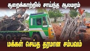 நுாற்றாண்டு பழமையான ஆலமரம் சூறைக்காற்றில் வேரோடு சாய்ந்தது | A Banyan tree leaning in a gale