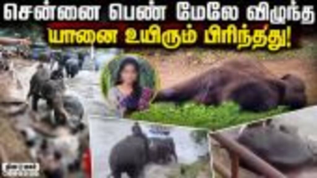 காயமடைந்த மார்த்தாண்டா சிகிச்சை பலனின்றி மரணம் |Dubare|Elephant Camp |Viral Video |Chennai Women