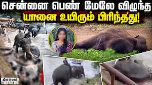 காயமடைந்த மார்த்தாண்டா சிகிச்சை பலனின்றி மரணம்  