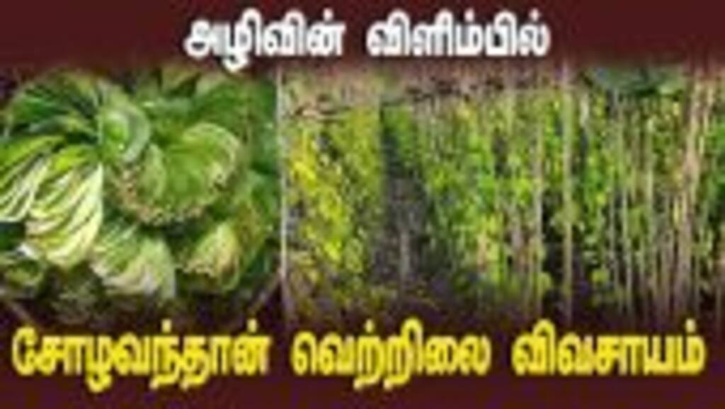 1500 ஏக்கர் டு 100 ஏக்கராக சரிந்த சாகுபடி | Betel Leaf Cultivation shrunk from 1500 acre to 100 acre