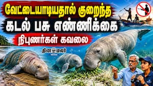 வேட்டையாடியதால் குறைந்த கடல் பசு எண்ணிக்கை நிபுணர்கள் கவலை