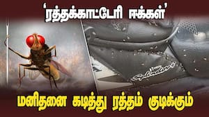 திருச்சி சேருகுடி கிராமத்தில் கடிக்கும் ஈக்களால் மக்கள் அச்சம் | Trichy திருச்சி சேருகுடி கிராமத்தில் கடிக்கும் ஈக்களால் மக்கள் அச்சம் | Trichy