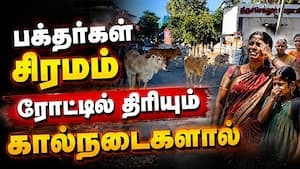 திருச்செந்துாரில் திரும்பும் திசையெல்லால் கால்நடைகள்  
