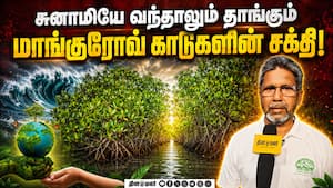 சீற்றங்களை கட்டுப்படுத்தும் மாங்குரோவ் காடுகள்  World Environment Day  