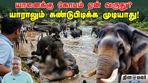 யானைக்கு கோபம் ஏன் வருது? யாராலும் கண்டுபிடிக்க முடியாது! யானைக்கு கோபம் ஏன் வருது? யாராலும் கண்டுபிடிக்க முடியாது!