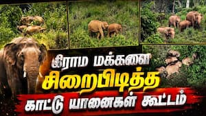 இரவு 7 முதல் காலை 7 மணி வரை வெளியே நடமாட முடியாது | Wild Elephants Camp