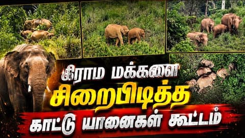 இரவு 7 முதல் காலை 7 மணி வரை வெளியே நடமாட முடியாது | Wild Elephants Camp