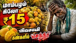 மா விவசாயிகளுக்கு இழப்பீடு வழங்க வலியுறுத்தல் | Losses despite bumper mango harvest மா விவசாயிகளுக்கு இழப்பீடு வழங்க வலியுறுத்தல் | Losses despite bumper mango harvest
