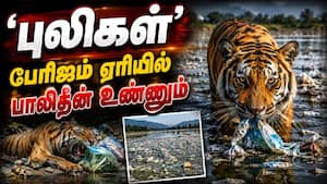டூரிஸ்ட்டுகள் வீசி எறியும் பாலிதீன் குப்பைகளை புலிகள் உண்ணும் பரிதாபம்  