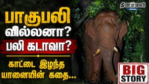 பாகுபலி வில்லனா? பலி கடாவா? காட்டை இழந்த யானையின் கதை... Wild Tusker Baahubali  