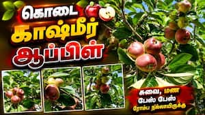 கொடைக்கானலில் காய்த்து குலுங்கும் காஷ்மீர் ஆப்பிள் | Kashmiri apples growing
