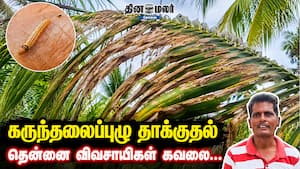 கருந்தலைப்புழு தாக்குதல் தென்னை விவசாயிகள் கவலை... கருந்தலைப்புழு தாக்குதல் தென்னை விவசாயிகள் கவலை...