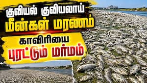 திருச்சியில் குவியல் குவியலாக மீன்கள் மரணம்... ஷாக் வீடியோ Trichy Cauvery Fish Issue  