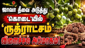 இமயமலை, நேபாளம், ஜாவா தீவு அடுத்து 'கொடைக்கானல் ருத்ராட்சம்'  