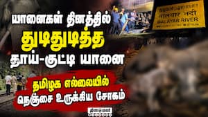 யானைகள் தினத்தில் பேரதிர்ச்சி ரயில் மோதி தாய் யானை, குட்டி பலி | elephant day யானைகள் தினத்தில் பேரதிர்ச்சி ரயில் மோதி தாய் யானை, குட்டி பலி | elephant day
