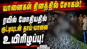யானைகளை காப்பாற்ற AI டெக்னாலஜி! தமிழகத்தை பின்பற்றுமா கேரளா?