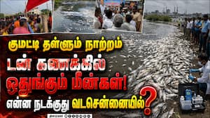குவியும் மீன்கள்: வடசென்னை கடல் பகுதியில் நடக்கும் மர்மம்  
