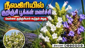 நீலகிரியில் பார்வையாளர்களை கவர்ந்த வெள்ளை குறிஞ்சி Nilgiris | Gudalur நீலகிரியில் பார்வையாளர்களை கவர்ந்த வெள்ளை குறிஞ்சி Nilgiris | Gudalur