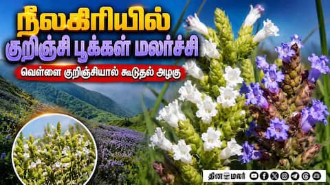 நீலகிரியில் பார்வையாளர்களை கவர்ந்த வெள்ளை குறிஞ்சி Nilgiris Gudalur