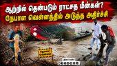 இமயமலையில் இருந்து தப்பிய ராட்சத மீன்கள்: உண்டவர்கள் நிலை என்ன? | Goonch Catfish | Bihar River