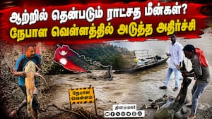 இமயமலையில் இருந்து தப்பிய ராட்சத மீன்கள்: உண்டவர்கள் நிலை என்ன? | Goonch Catfish இமயமலையில் இருந்து தப்பிய ராட்சத மீன்கள்: உண்டவர்கள் நிலை என்ன? | Goonch Catfish