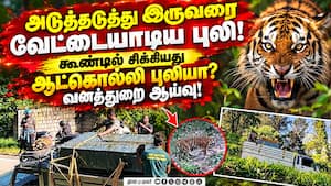 கூடலூரில் போக்கு காட்டிய புலி கூண்டில் சிக்கியது!  