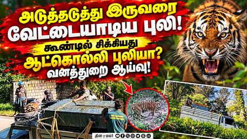 கூடலூரில் போக்கு காட்டிய புலி கூண்டில் சிக்கியது! Nilgiris