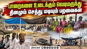 நெல்லை கூந்தன்குளம் பறவைகள் சரணாலயம் உருக்குலைந்தது  