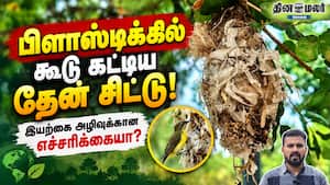 பிளாஸ்டிக்கில் கூடு கட்டிய தேன்சிட்டு! இயற்கை அழிவுக்கான எச்சரிக்கையா? பிளாஸ்டிக்கில் கூடு கட்டிய தேன்சிட்டு! இயற்கை அழிவுக்கான எச்சரிக்கையா?
