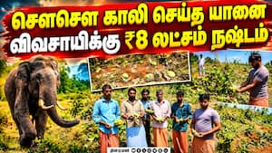 காட்டு யானையை ஊட்டி வளர்க்கும் வனத்துறை | Chayote Crop Damage காட்டு யானையை ஊட்டி வளர்க்கும் வனத்துறை | Chayote Crop Damage