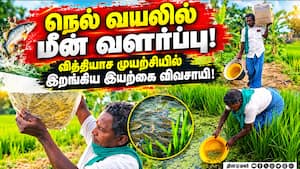 நெல் வயலில் மீன்வளர்த்து இரட்டிப்பு லாபம் பார்க்கும் இயற்கை விவசாயி! Organic Farming