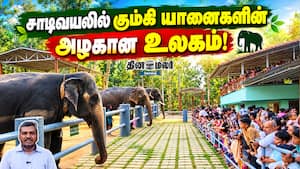 கோவை சாடிவயலில் கும்கி யானைகளின் அழகான உலகம்! Sadivayal Elephant Camp | Coimbatore