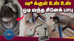 ஷூ வில் பதுங்கி இருந்த நல்லபாம்பு  The snake hiding in the shoe  Thiruparangundram  Madurai