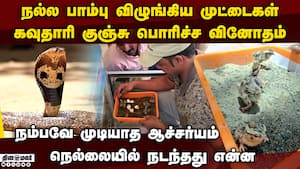 நல்ல பாம்பு விழுங்கிய முட்டைகள் குஞ்சு பொரித்த அதிசயம்  