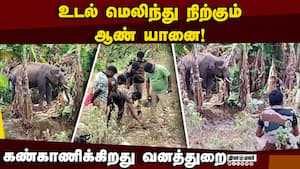 சிறுமுகை வனப்பகுதியில் மருத்துவ குழுவுடன் யானைக்கு சிகிச்சை  