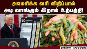 ₹18 ஆயிரம் கோடி மதிப்பிலான இறால்கள் தேங்கி உள்ளதாக தகவல்! Prawn Farming  