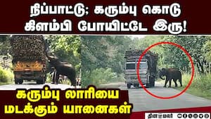 ஓடும் லாரியை முட்டி நிறுத்த முயற்சிக்கும் காட்டு யானை  sathyamangalam 