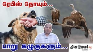 ரேபிஸ் நோயும்... பாறு கழுகுகளும்...