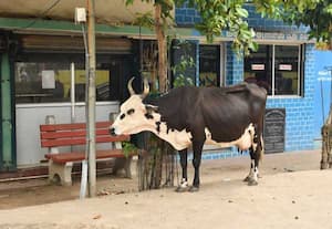 காட்டுப்பாக்கத்தில் வரும் 24ல் கால்நடை வளர்ப்பு பயிற்சி