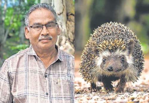 சென்னை முள்ளெலிகளின் தாய்மடி பனையடி